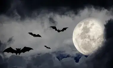 A spooky design background with naked trees, and bats and moon